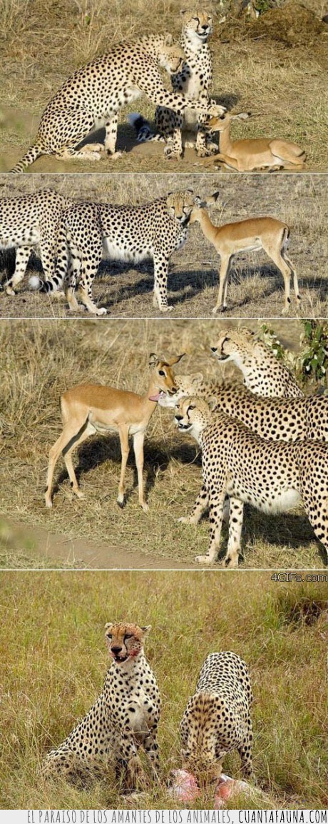 16738 - LIAR A LAS VÍCTIMAS - Los guepardos saben bien como hacerlo