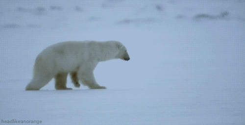 oso polar,poloroso,atrapar,hormiga,rapidez,precisión,audacia,ingenio,y hostia