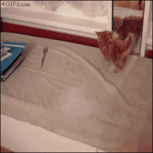 gato,espejo,cama,fail,caída