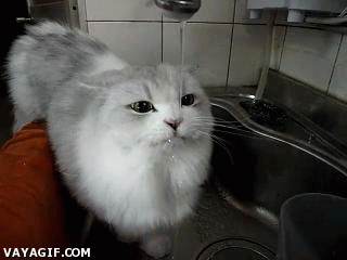 gato,bebiendo agua sin parar,agua