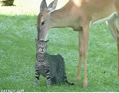 rascar,gato,bambi,ciervo
