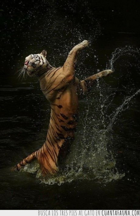 tigre,tigresa,animales,please,fabulous
