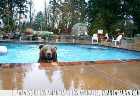 bañar,típico,piscina,oso