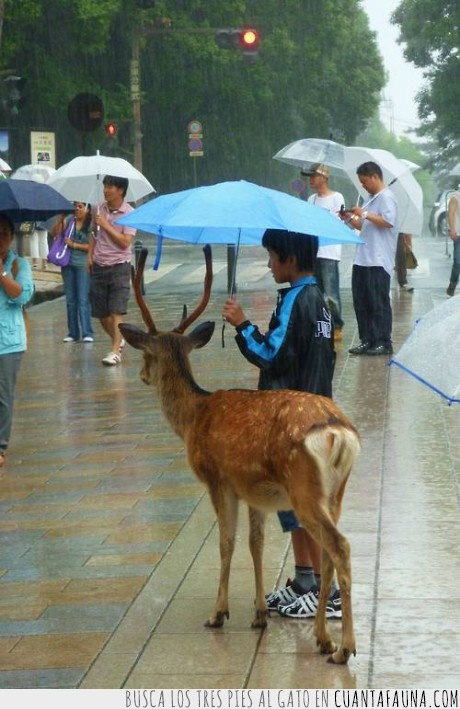 mientras,japon,ciervo,llueve,paraguas,niño,es mi mascota