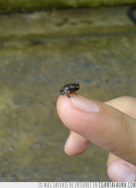 16914 - SMINTHILLUS LIMBATUS - Este pequeño anfibio es, probablemente, el más pequeño del mundo