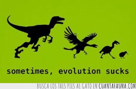 dinosaurio,pluma,pajaro,evolución,kiwi,pequeño,grande,darwin te odio