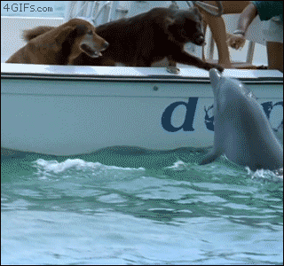 beso,delfín,perro,barca