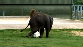 elefante,pelota,fútbol,jugar