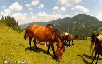 caballo,comer,hierba,brazo,mordisco