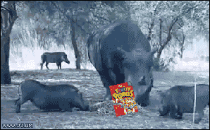 rinoceronte,pelea,acercar,comida