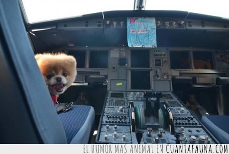 perro,avión,volar,cabina