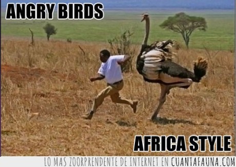 ave,África,estilo,safari,tío,avestruz