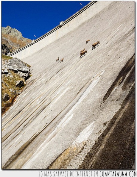17837 - Cabra Alpina Ibex - La gravedad se la pela épicamente