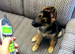 perro,telefono,sonido,orejas,eh?