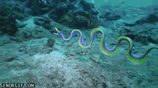 serpiente,pez,animal,mar,profundidad