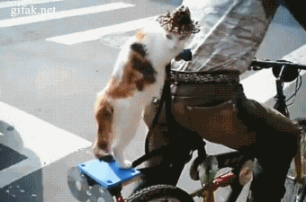conducir,de paquete,bici,montando,gato