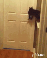 gato,perro,puerta,escape,ayuda