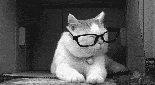 gato,gafas,explicar,inteligente