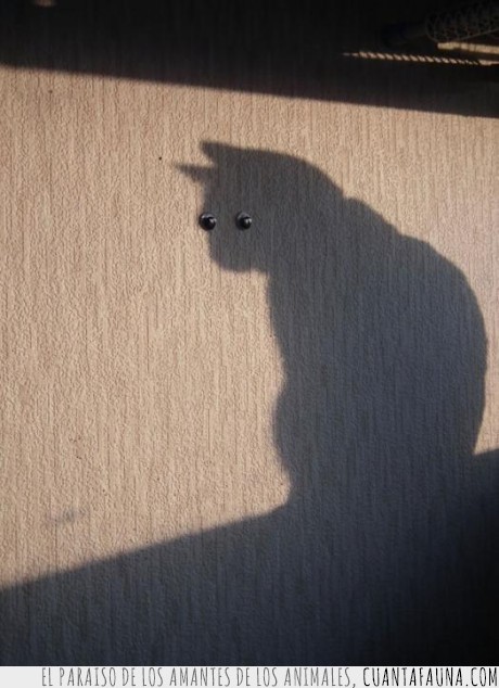 gato,foto,sombra,ojo,pega