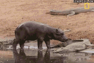 cocodrilo,hipopótamo,animales,agua,tierra