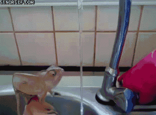 mojarse,grifo,agua,camaleón