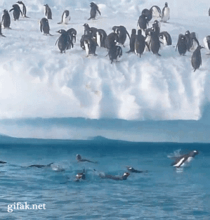 pinguino,saltar,agua,hielo