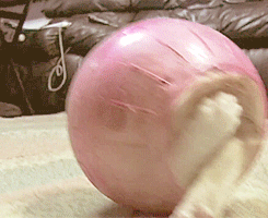 Gato,ermitaño,bola