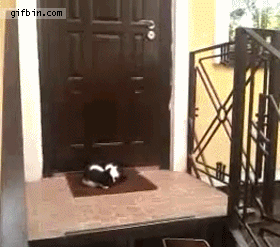 puerta,gato,dormir,tronco