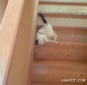 gato,bajar,escaleras,mascota,madera