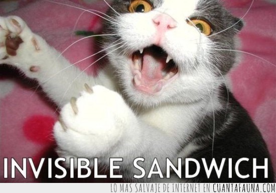 sandwich,invisible,gato