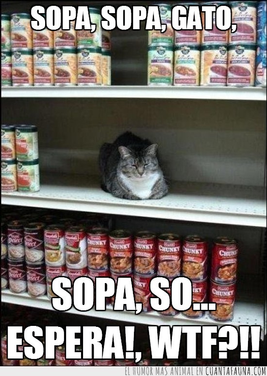 gato,sopa,wtf,supermercado