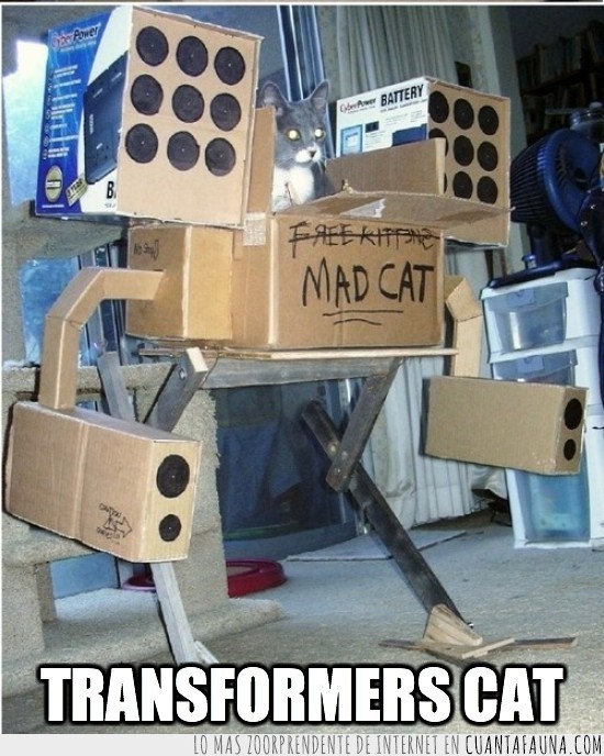 transformer,cajas,gato