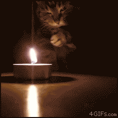 gato,vela,fuego,apagar