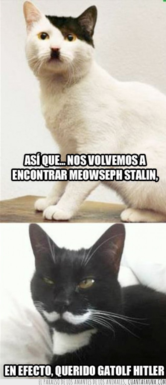 hitler,stalin,gatos,históricos