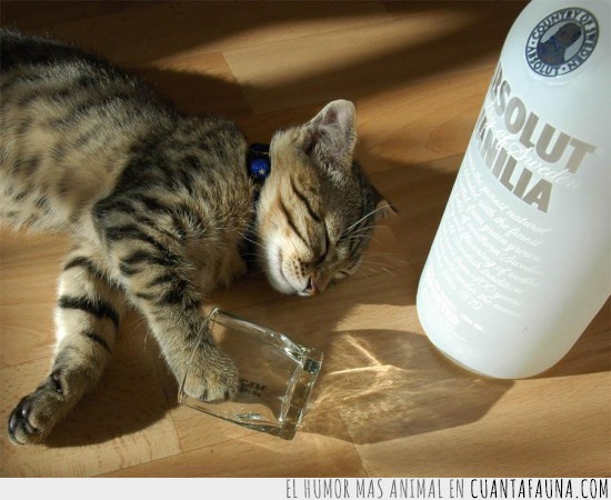 vodka,gato,borracho,resaca,lol