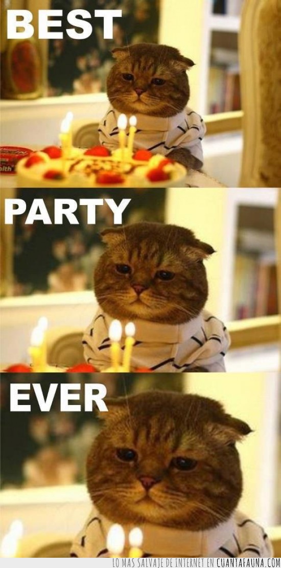 fiesta de cumpleaños,odian las tartas,gato