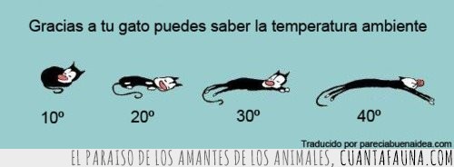 termómetro,gato,gatín,temperatura