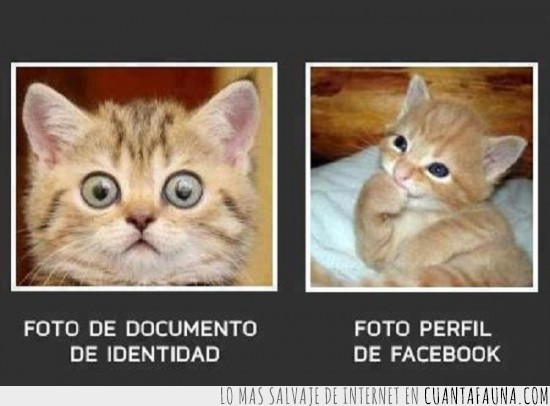 dni,facebook,gato,foto,perfil