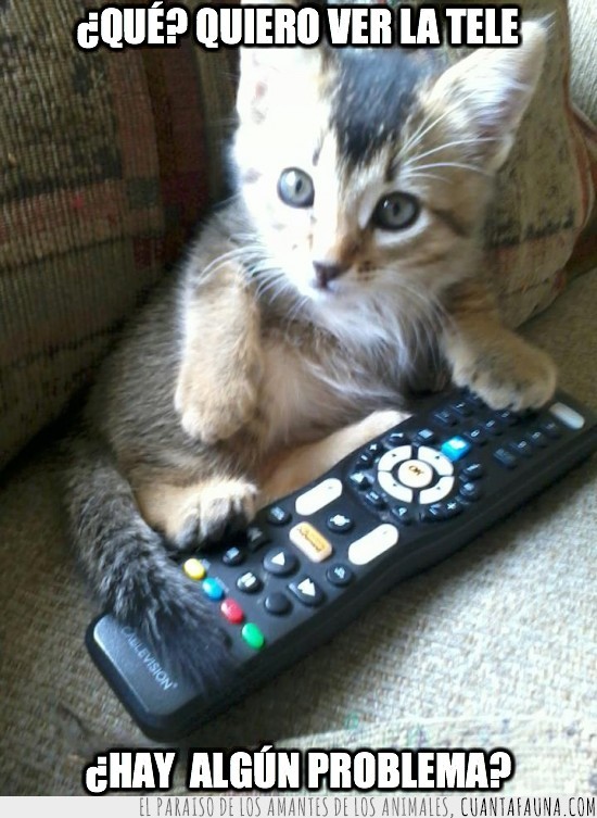 tv,tele,mando,problem?,gatito