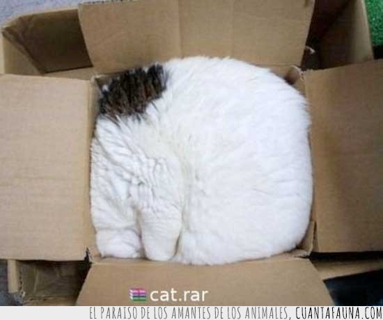 caja,empaquetado,cat,rar,unzip