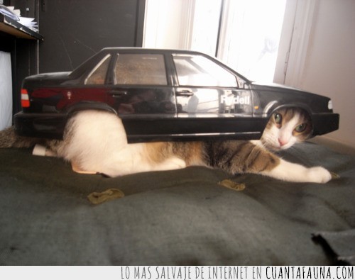 transformer,coche,dominaran el mundo poco a poco NOOOO,gato