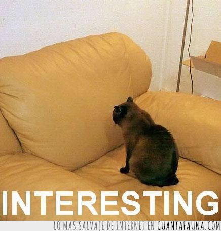 interesante,gato,sofa