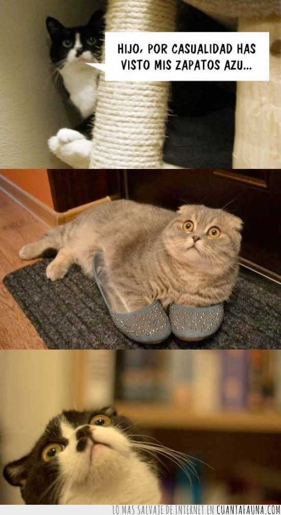 gato,zapatos,madre