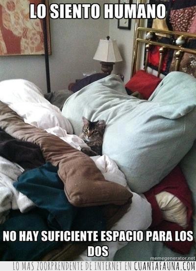 humano,apropiada,cama,Gato