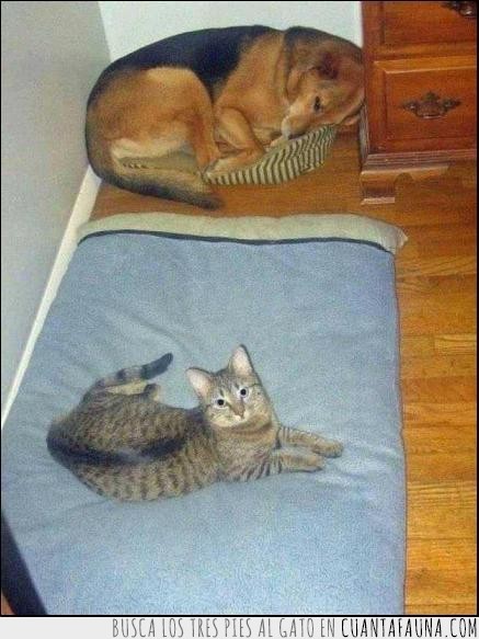 cama,gato,perro