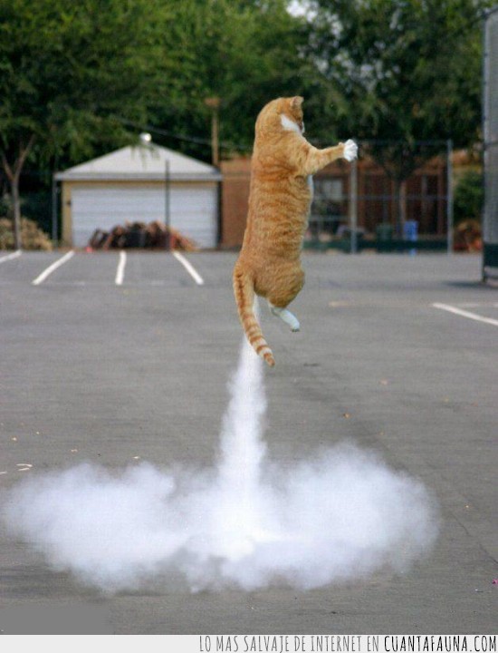 propulsión,gato volador,gato