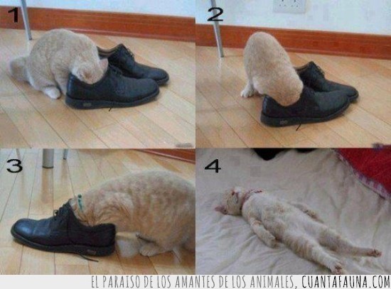 zapato,hedor,gato muerto