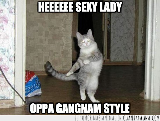 baile,gato,oppa gangnam style,de pie