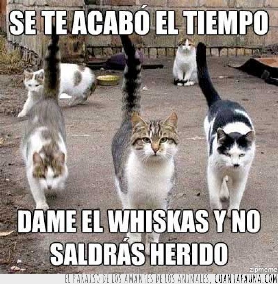 whiskas,tiempo,mafia,gatos