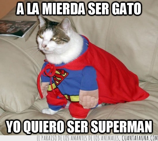 superheroe,capa,superman,gato